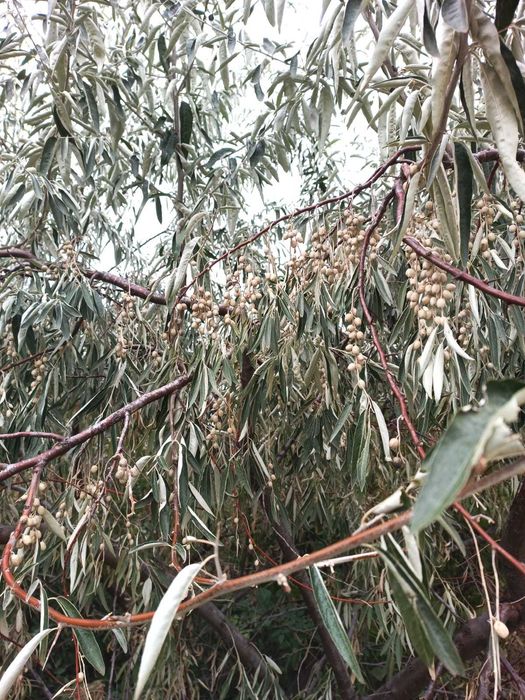 Teren 3,3 ha pentru viață la natură – livadă, liniște, Strunga Iași