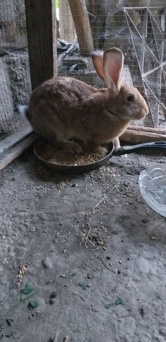 Quyonla sotiladi erkak. Sog'lom