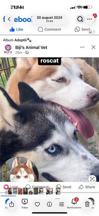 Donez câini husky