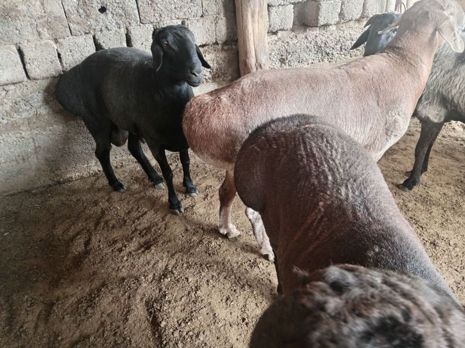 Qochqor qoy koy кочкор кой