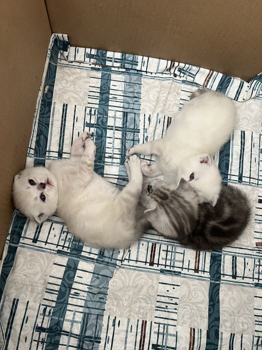 Котята вислоушки