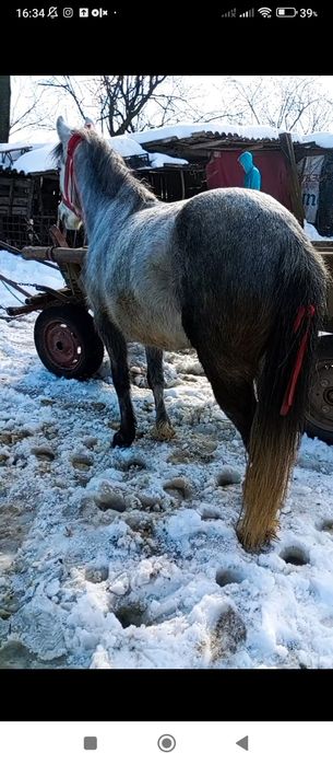 Vând sau schimb poneița