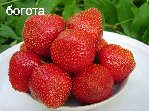 Продам рассаду клубники