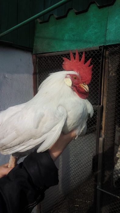 Продам молодых петухов