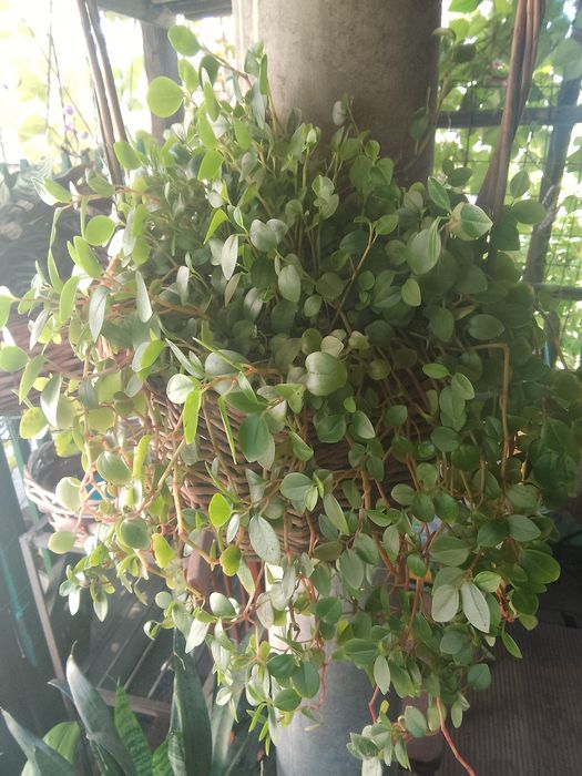 Комнатные  растения.