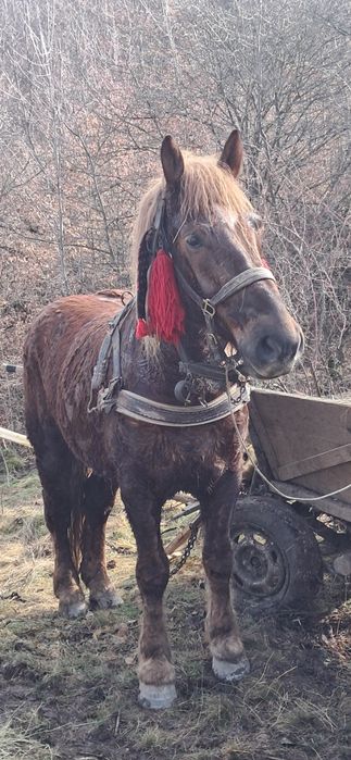 de vinzare cal castrat