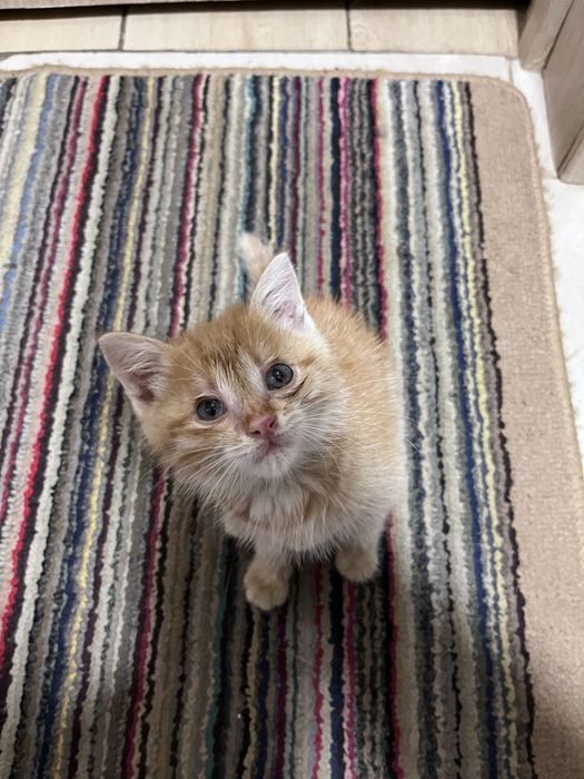 Котёнок в добрые руки