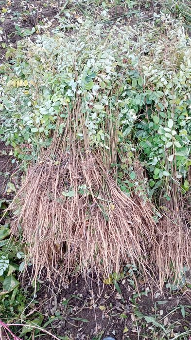 Puieți salcâm frasin fag carpen ulm plop mesteacăn brad molid Tei arin