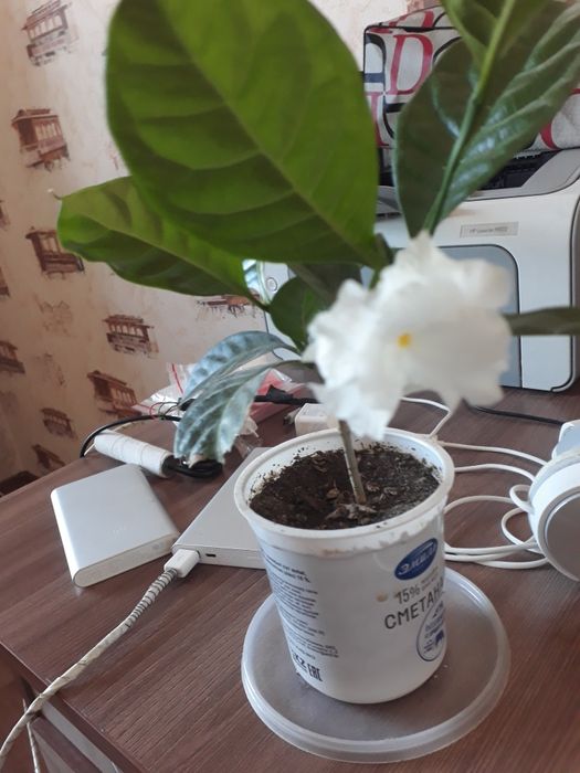 Цветок "Табернемонтана*