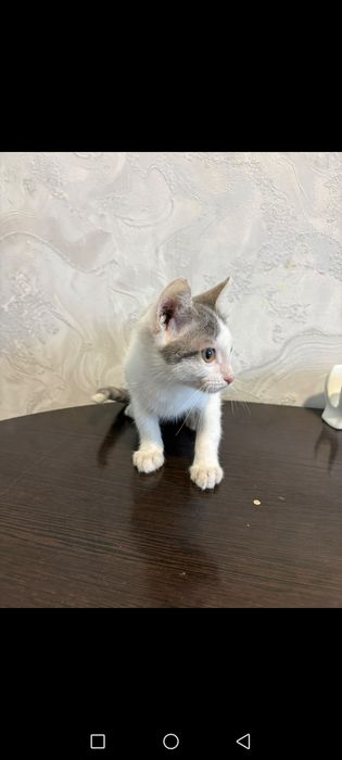 Отдам котёнка в хорошие руки