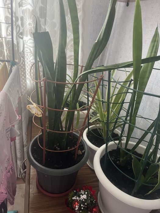 Продам цветок ухоженный