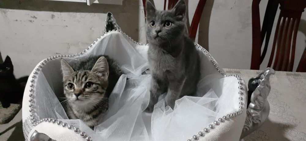 Отдаются милые котята в добрые руки!
