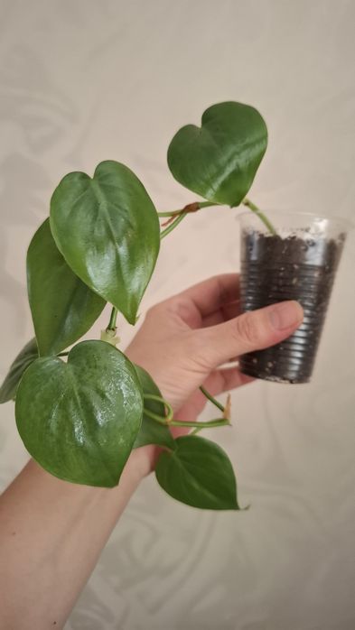 Продам комнатные цветы