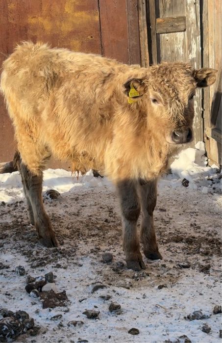 Продам двух бычков и телочку