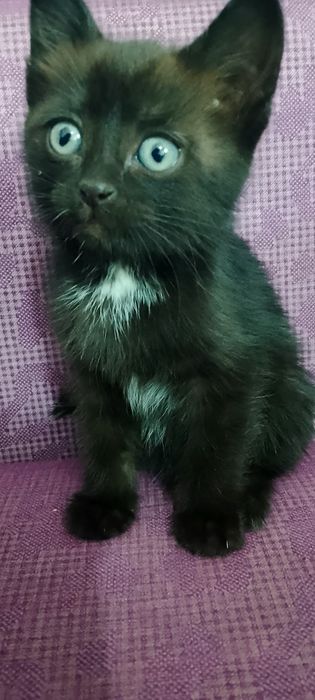 Котёнок Уеуе, девочка