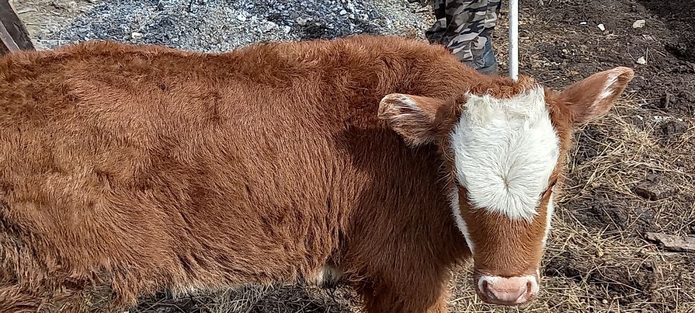 Бычок теленок очень крепкий белоголовый