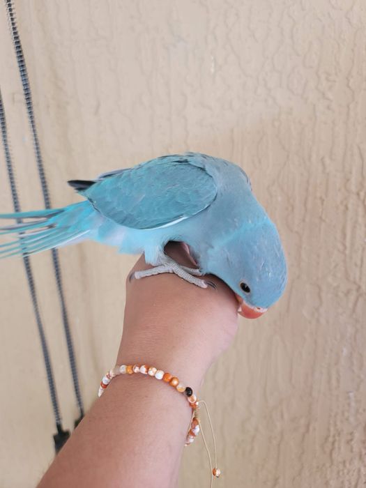 Papagali blanzi pui micul alexandru alexander