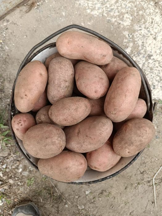 Домашний картофель