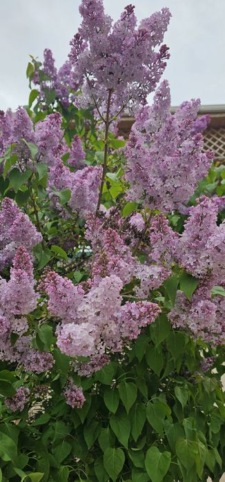 Продаю свежие сирени!