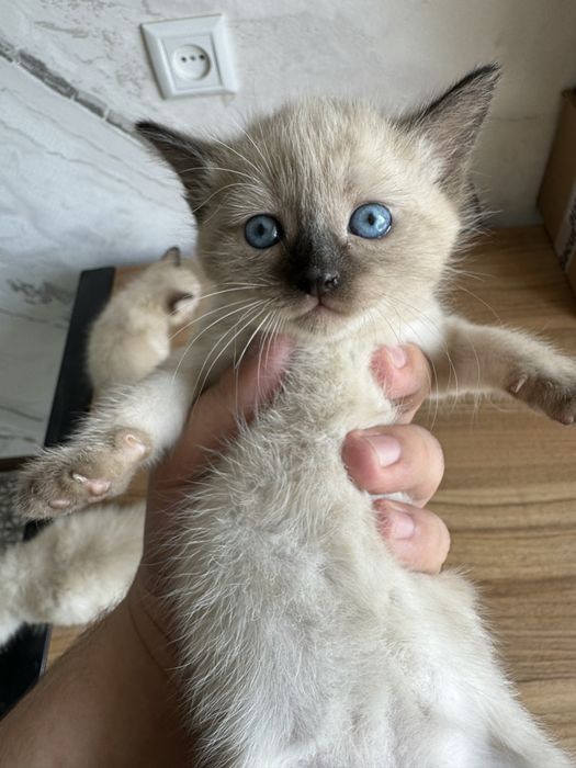 Сиамская кошка, котята  Siamskiy mushuk