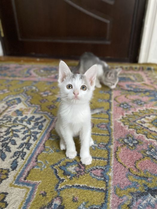 Hadiya. Отдам в добрые руки