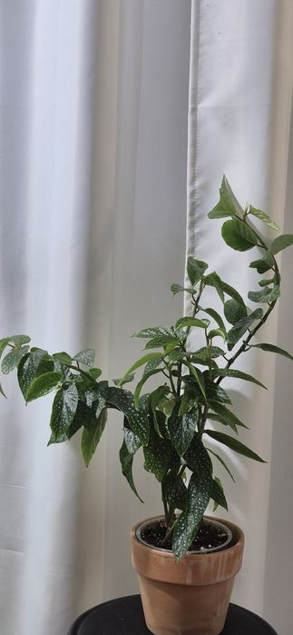 Syngonium, begonia, scindapsus , philodendron, thai, adansonii mint