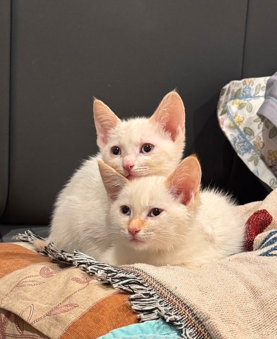 Отдам котят в добрые руки