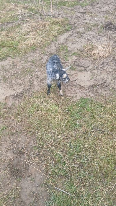 Iezi de vânzare prețul 50 de lei