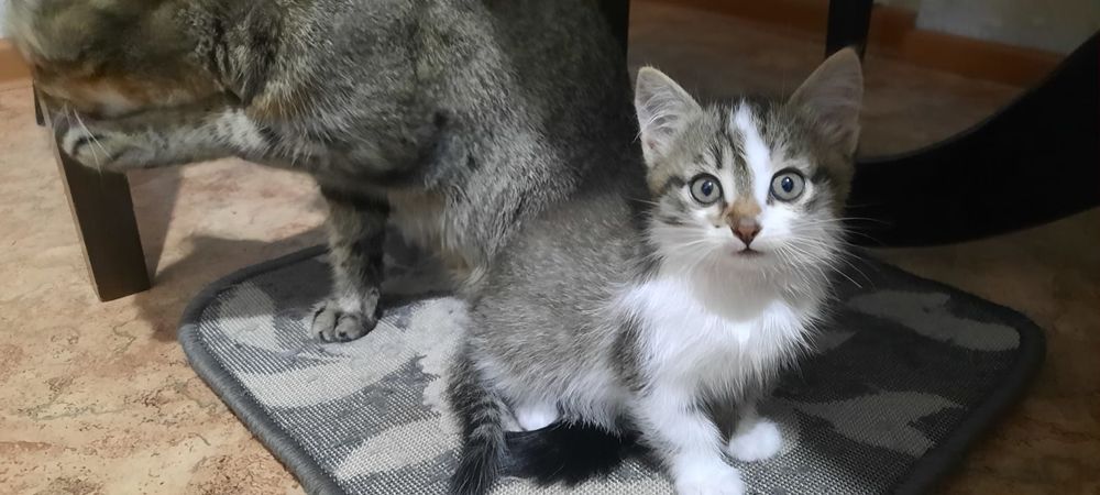 Отдам котят в хорошие руки