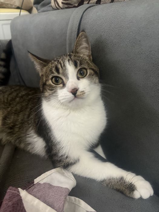 В добрые руки котенок-подросток