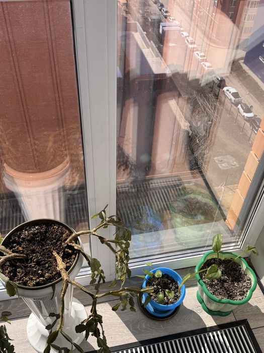 Продам цветы домашние