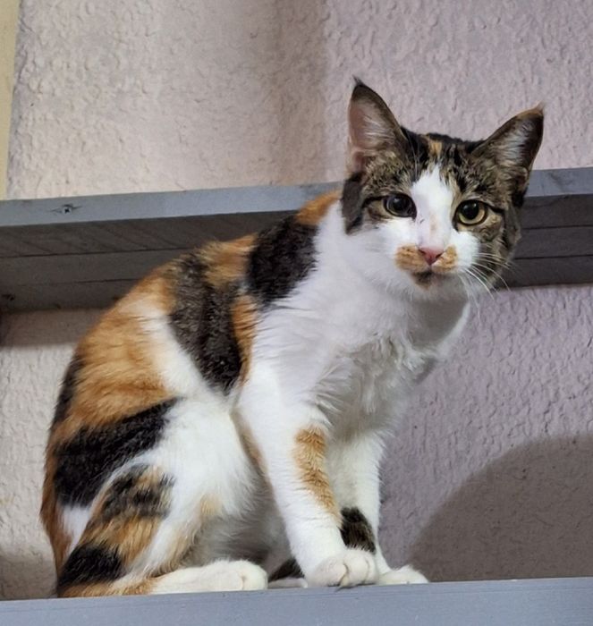 Подари семью малышке из приюта