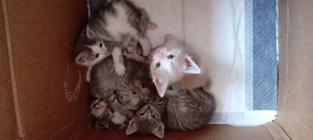Отдам игручих котяток смесь бобтейла