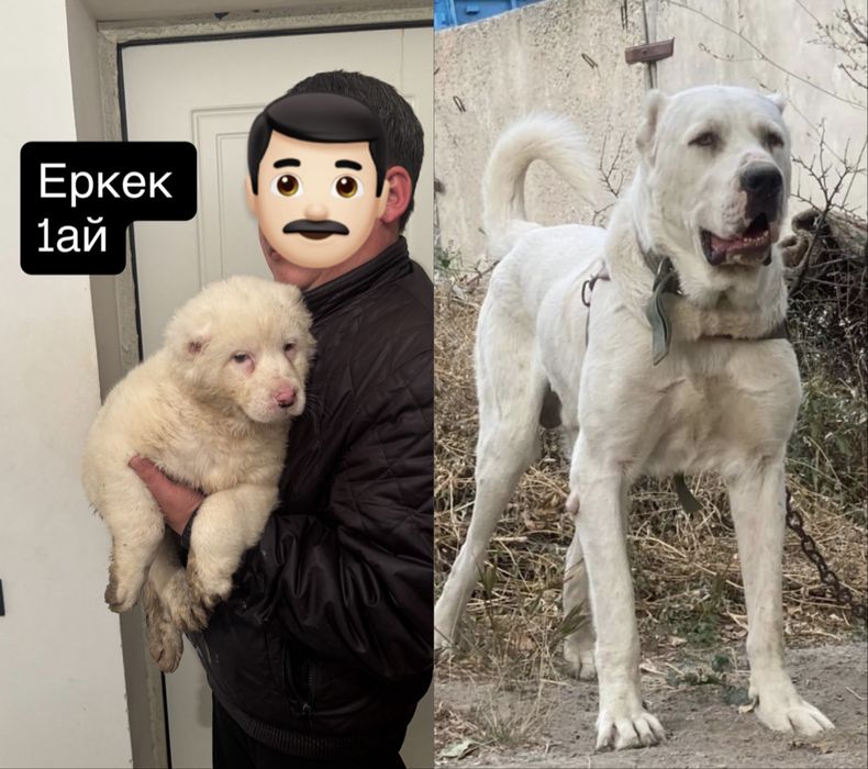 Тобет кушиктер сатылады тяж