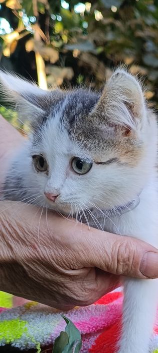 Котята ищут добрые руки