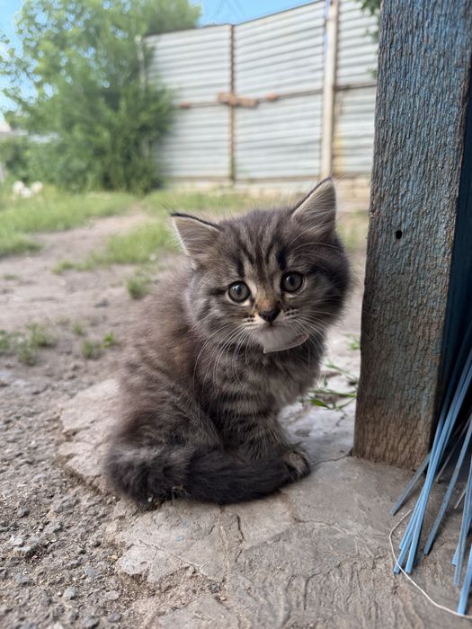 Кошечка отдам в добрые руки