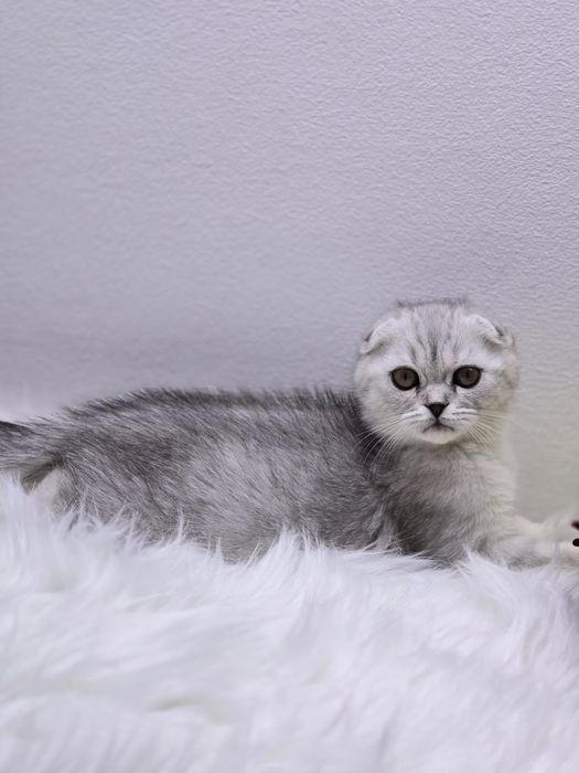 висЛоуХие КотИки