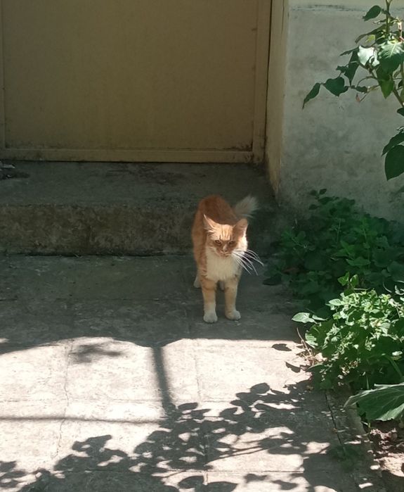 Подарявам красиви котета