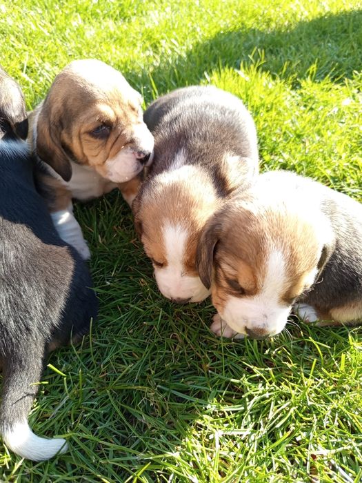 Cauta alta casă iubitoare