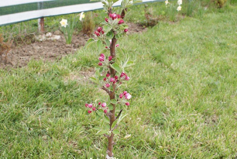 Pomi fructiferi columnari