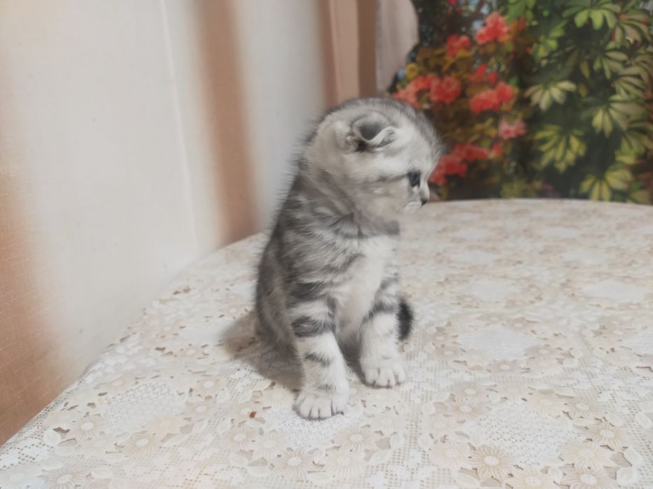 Продам котят скотиш страйт