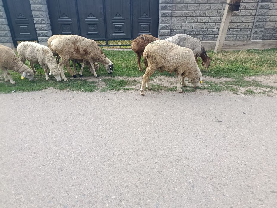 В продажи Жирные Барашки