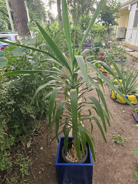 Vand planta Yucca!!!