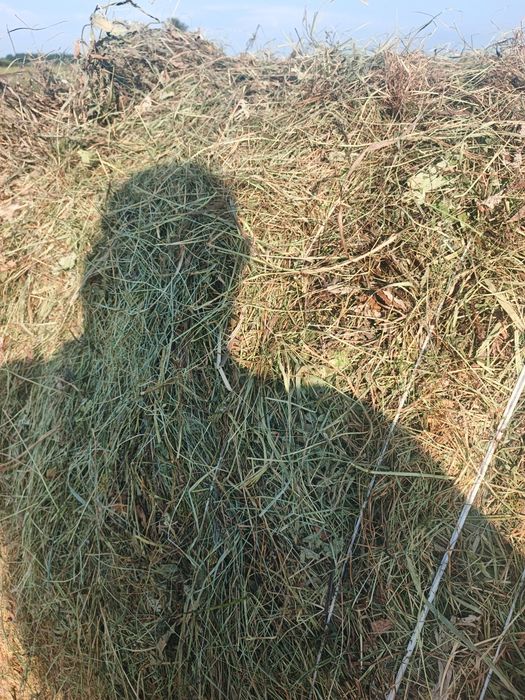 Продам сено разнатравье