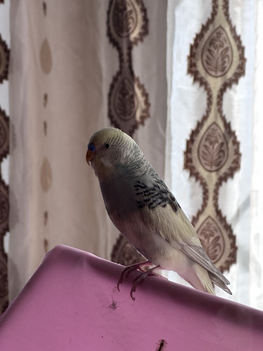 Волнистый попугай