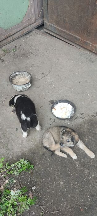 Щенки. Отдадим в хорошие руки