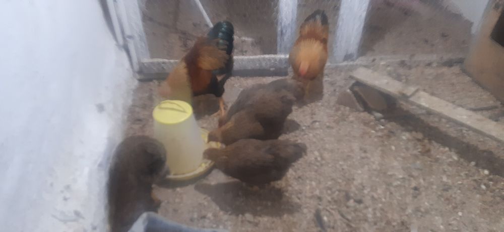 De vanzare wyandotte pitic