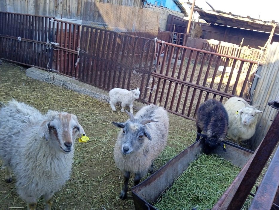 Ешкі сатылады барлығы бірге