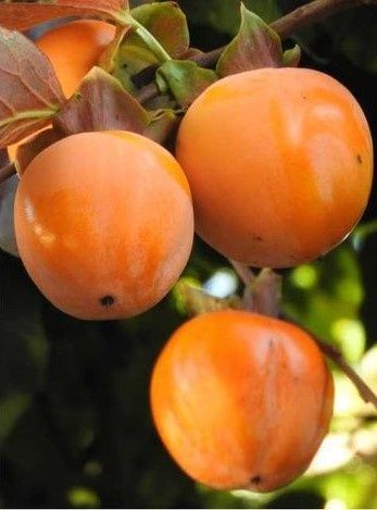 Pomi Exotici (KAKI Diferite Soiuri )la ghiveci