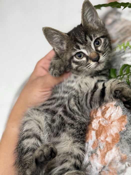 Котенок ласеовые девочки